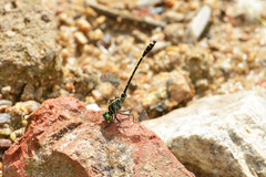 Burmagomphus vermicularis