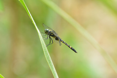 Onychothemis tonkinensis