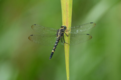 Onychothemis tonkinensis