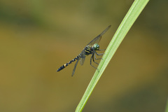 Onychothemis tonkinensis