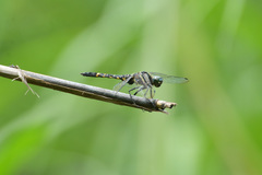 Onychothemis tonkinensis