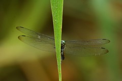 Onychothemis tonkinensis
