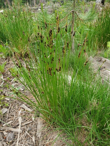 Image of Juncus drummondii by (c) Connie Misket, some rights reserved (CC BY)
