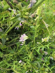 Vicia biennis