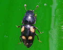 Glischrochilus quadrisignatus