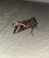 Autographa flagellum