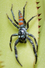 Psecas sumptuosus