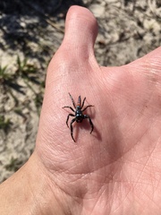 Psecas sumptuosus