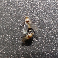Metopininae