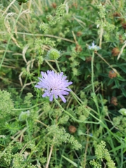 Knautia arvensis