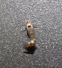 Metopininae