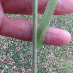 Bromus arvensis