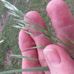 Bromus arvensis