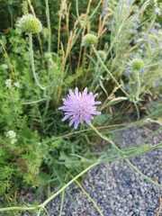 Knautia arvensis