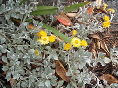 Helichrysum argyrophyllum