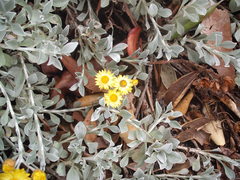Helichrysum argyrophyllum