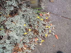 Helichrysum argyrophyllum