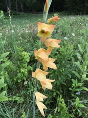 Gladiolus dalenii