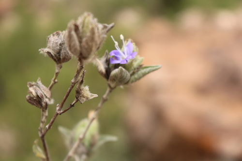 Barleria hildebrandtii