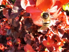 Anthophora paranensis