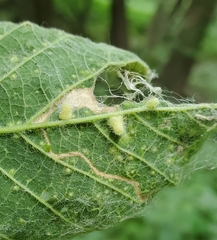 Celticecis pyriformis