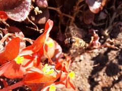 Anthophora paranensis