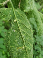 Celticecis pyriformis