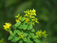 Hypericum tetrapterum