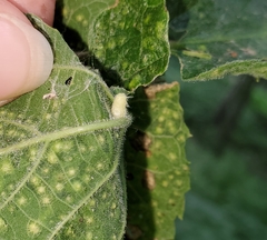 Celticecis pyriformis