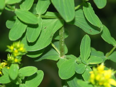 Hypericum tetrapterum