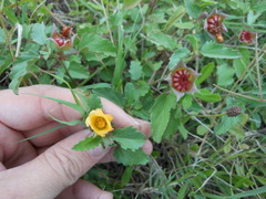 Malvastrum aurantiacum