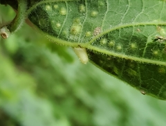 Celticecis pyriformis