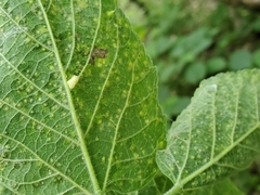 Celticecis pyriformis