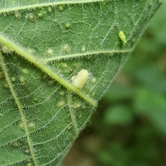 Celticecis pyriformis