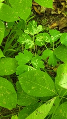 Phytomyza aquilegivora