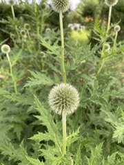 Echinops ritro
