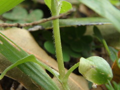 Stellaria media image