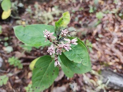 Asclepias otarioides