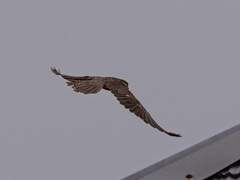 Falco biarmicus
