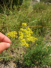 Odontarrhena tortuosa