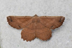 Euchlaena johnsonaria