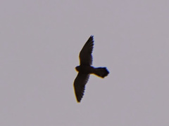 Falco biarmicus