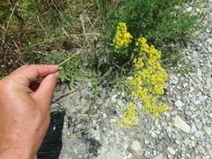 Odontarrhena tortuosa