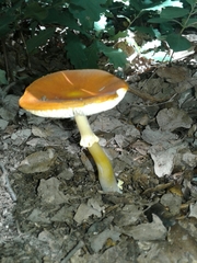 Amanita erythrocephala
