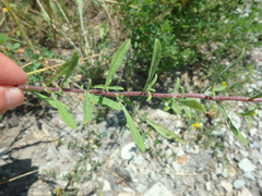 Odontarrhena tortuosa