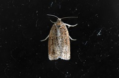 Acleris semiannula