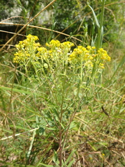 Odontarrhena tortuosa