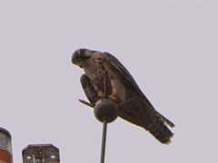 Falco biarmicus