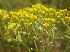 Odontarrhena tortuosa