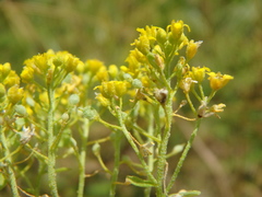 Odontarrhena tortuosa